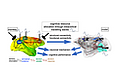 Wavelike dynamics in neocortical networks for cognitive control (SFB 1436 - C05 - Krug, Ritter)