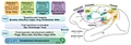 Leibniz Collaborative Excellence - Chemogenetic dissection of primate brain circuits underlying adaptive cognition (PRIMADIS)